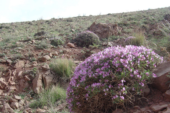 سولی دره 
